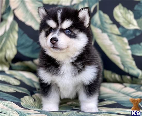 Puppy Pomsky Picture 2